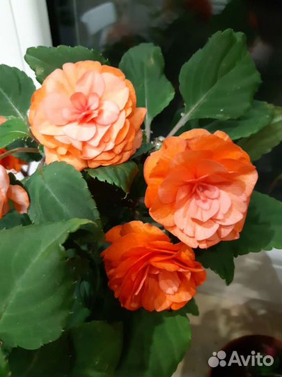 Бальзамин махровый сортовой