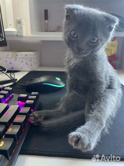 Шотландские котята