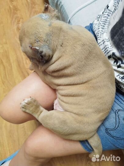 Щенки Американского Булли