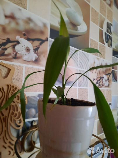 Домашние цветы