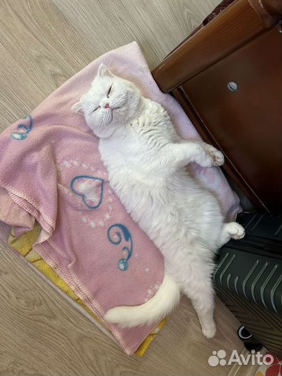 Отдам кошку в добрые руки
