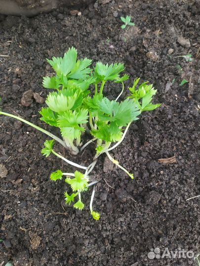 Многолетние цветы