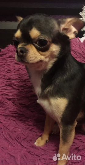 Вязка чихуахуа