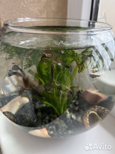 Мальки гуппи