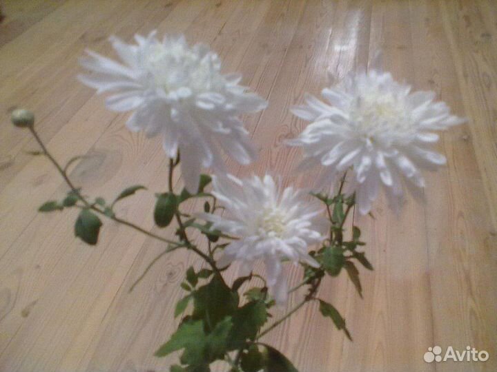 Хризантема домашняя