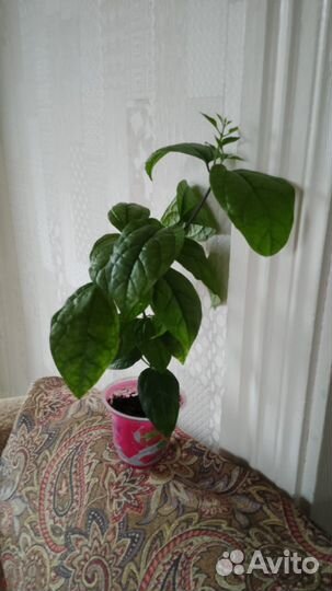 Клеродендрум