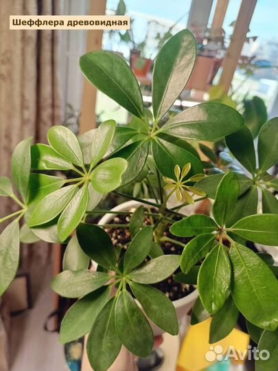 Растения (хойя триколор, шеффлера, оксалис)