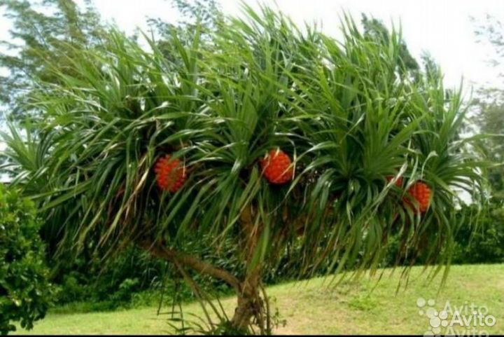 Панданус пальма детки