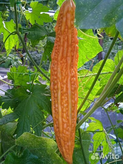 Семена Трихозанта змеевидного 3 сем