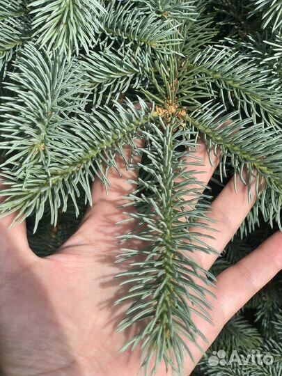 Ель голубая более 5 м