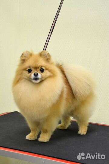 Груминг собак, стрижка собак, стрижка кошек,грумер