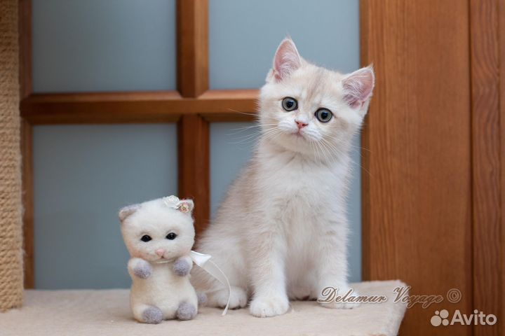 Британские котята из питомника, Мальвина AY12