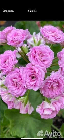 Пеларгония