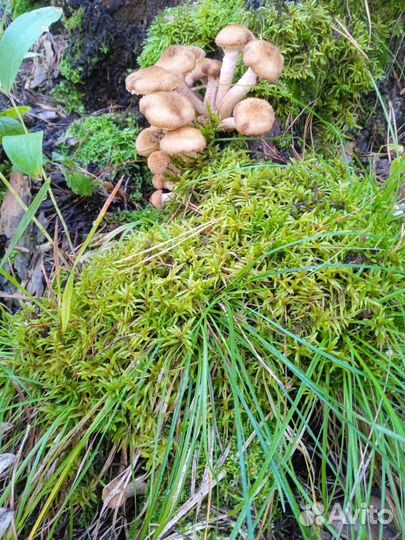 Продам грибы опята