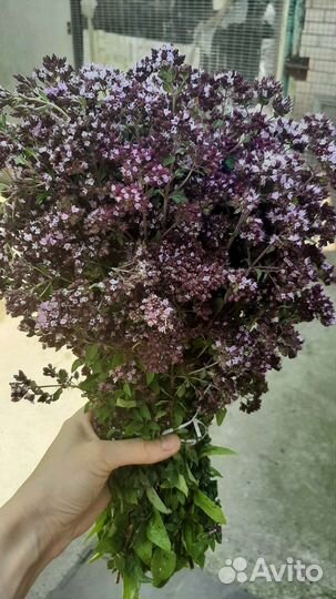 Душица,иван чай,лаванда,ромашка,чабрец,репешок