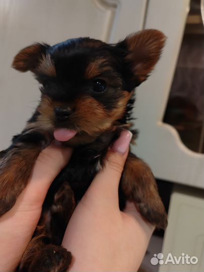 Йоркширский терьер щенки стандарт