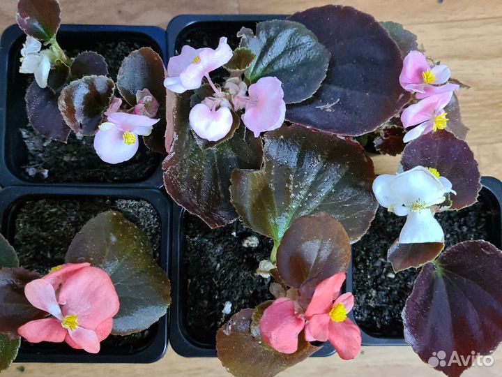 Бегония вечноцветущая для кашпо, клумбы, дома