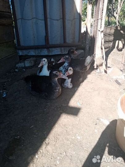 Мускусные утки и подсадные