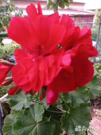 Пелларгония сортовая