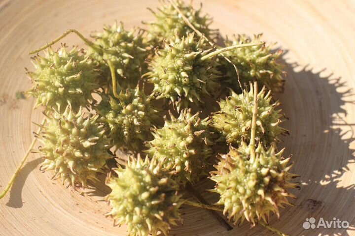 Ликвидамбар Амбровое дерево семена саженцы