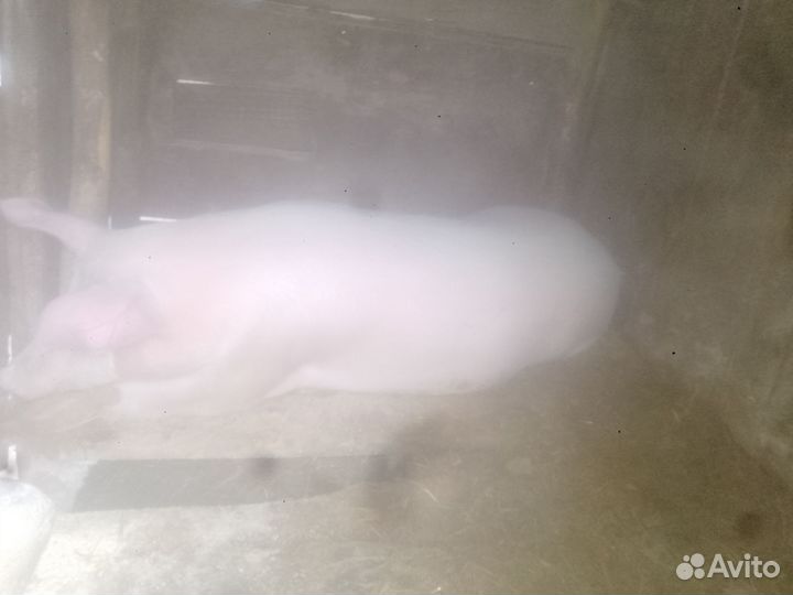 Кабан кастрированный ландрас