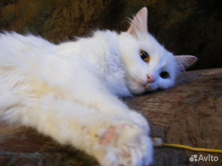 Бэллочка - белоснежная красавица (метис ангорской)