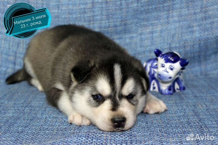 Щенки сибирской хаски