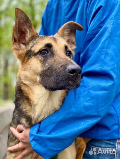 Щенок метис овчарки в добрые руки