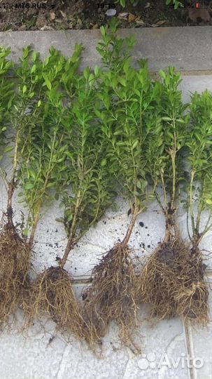 Самшит зимующий