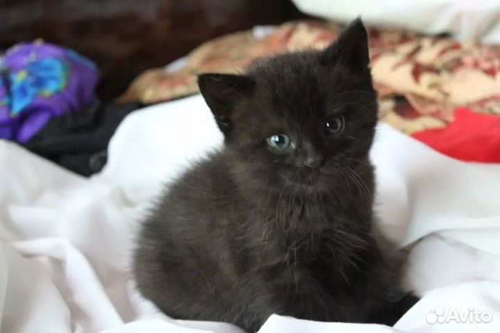 Отдам в добрые руки