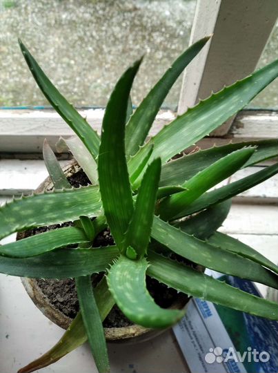 Каменная роза и комнатные цветы