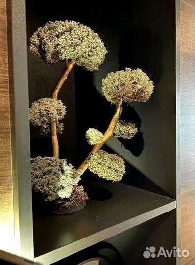 Дерево Цетарария