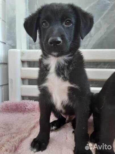 Щенок мальчик в добрые руки