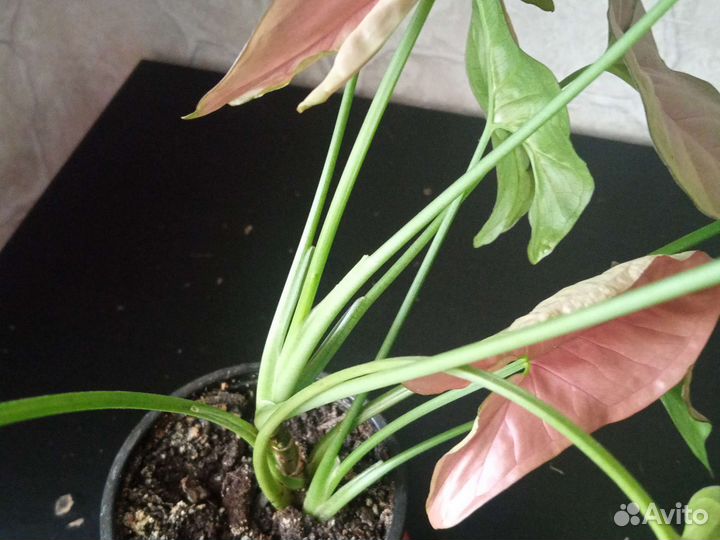 Сингониумы сортовые обмен