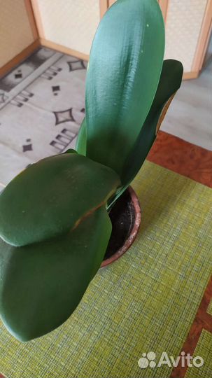 Гемантус белоцветковый