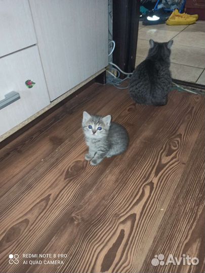 Британская кошка в дар