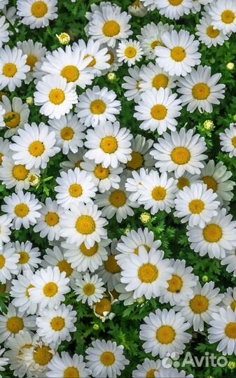 Цветы. Ромашка