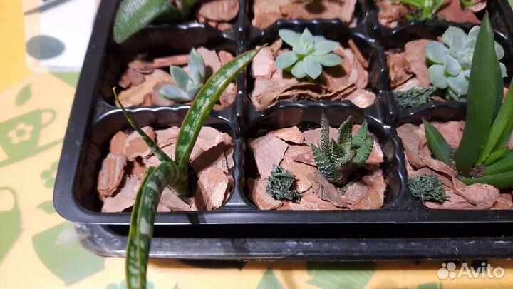Миниатюрный сад пустыни суккуленты
