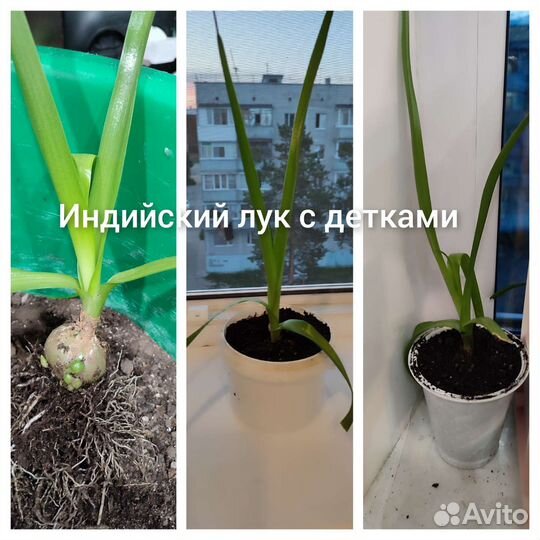 Комнатные растения цветы