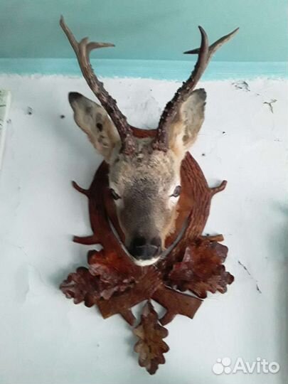 Чучело головы косули