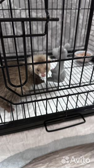 Хорек девочка