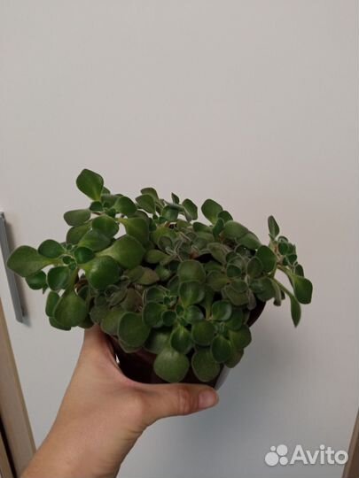 Ахризон - дерево счастья и любви