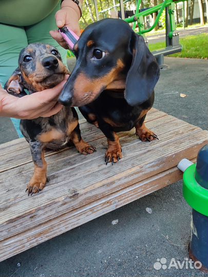 Карликовая такса щенки