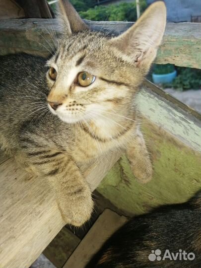 Кошка в дар