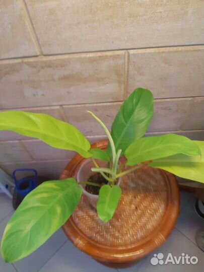 Филодендрон 
