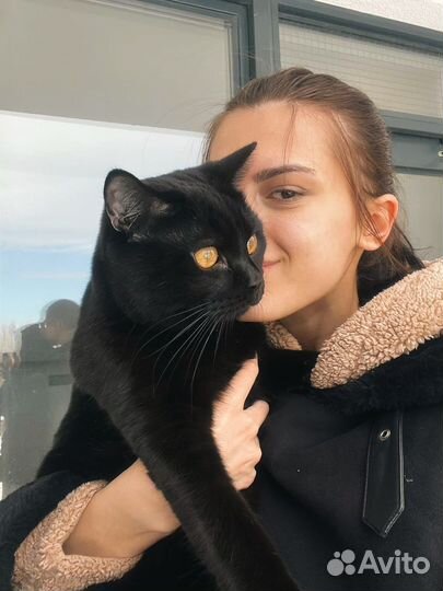 Передержка кошек