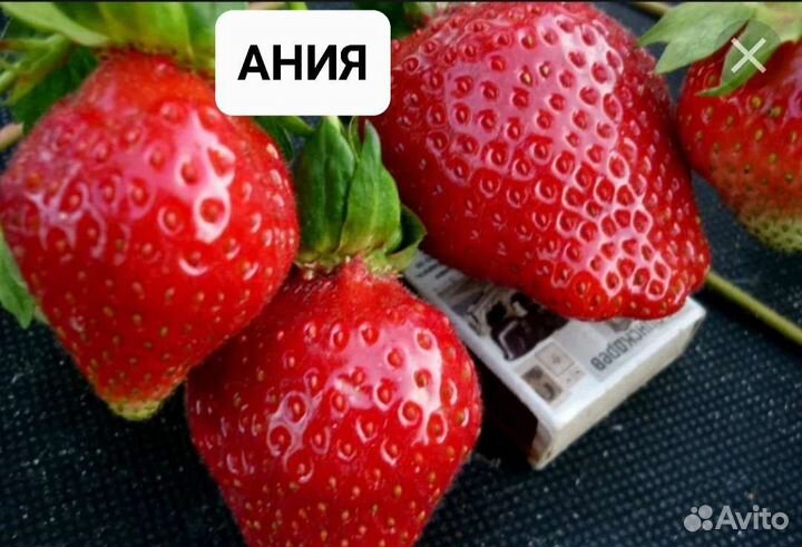 Клубника Ремонтантная Рассада Саженцы