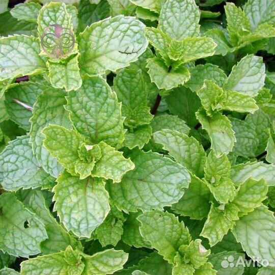 Мята, чебрец, лимонник