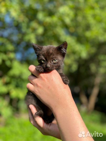Черный котенок в добрые руки