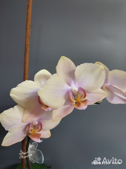 Орхидеи Амадора